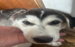 Siberian Husky dogs for sale: Lovely husky puppies, ready for new homes on 25/8 - Image 24