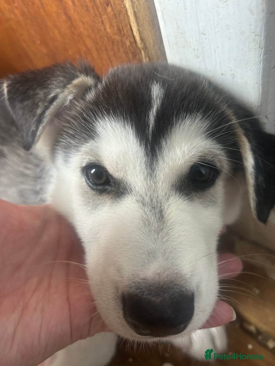 Siberian Husky dogs for sale: Lovely husky puppies, ready for new homes on 25/8 - Image 24