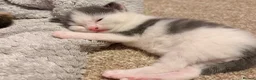 Mixed Breed cats for sale: Kittens for sale in Rotherham - Advert 3