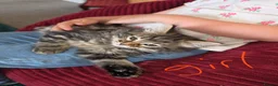 Mixed Breed cats for sale: 4 gorgeous kittens forsale  - Advert 4