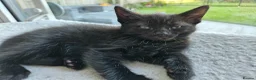 Mixed Breed cats for sale: Ready 4 days black boy kitten Siamese ragdoll mix  - Advert 5