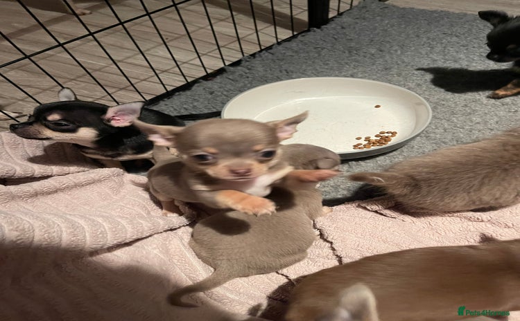 Chihuahua dogs Stunning KC Chihuahua puppies 🇬🇧 bloodlines - Advert 2