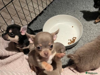 Chihuahua dogs Stunning KC Chihuahua puppies 🇬🇧 bloodlines - Advert 8