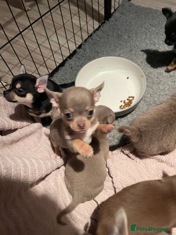 Chihuahua dogs Stunning KC Chihuahua puppies 🇬🇧 bloodlines - Advert 2