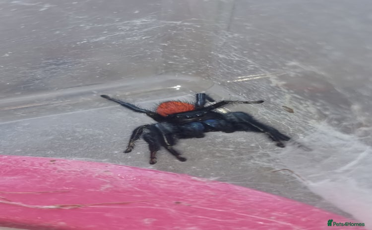 Tarantulas invertebrates in London - Advert 4