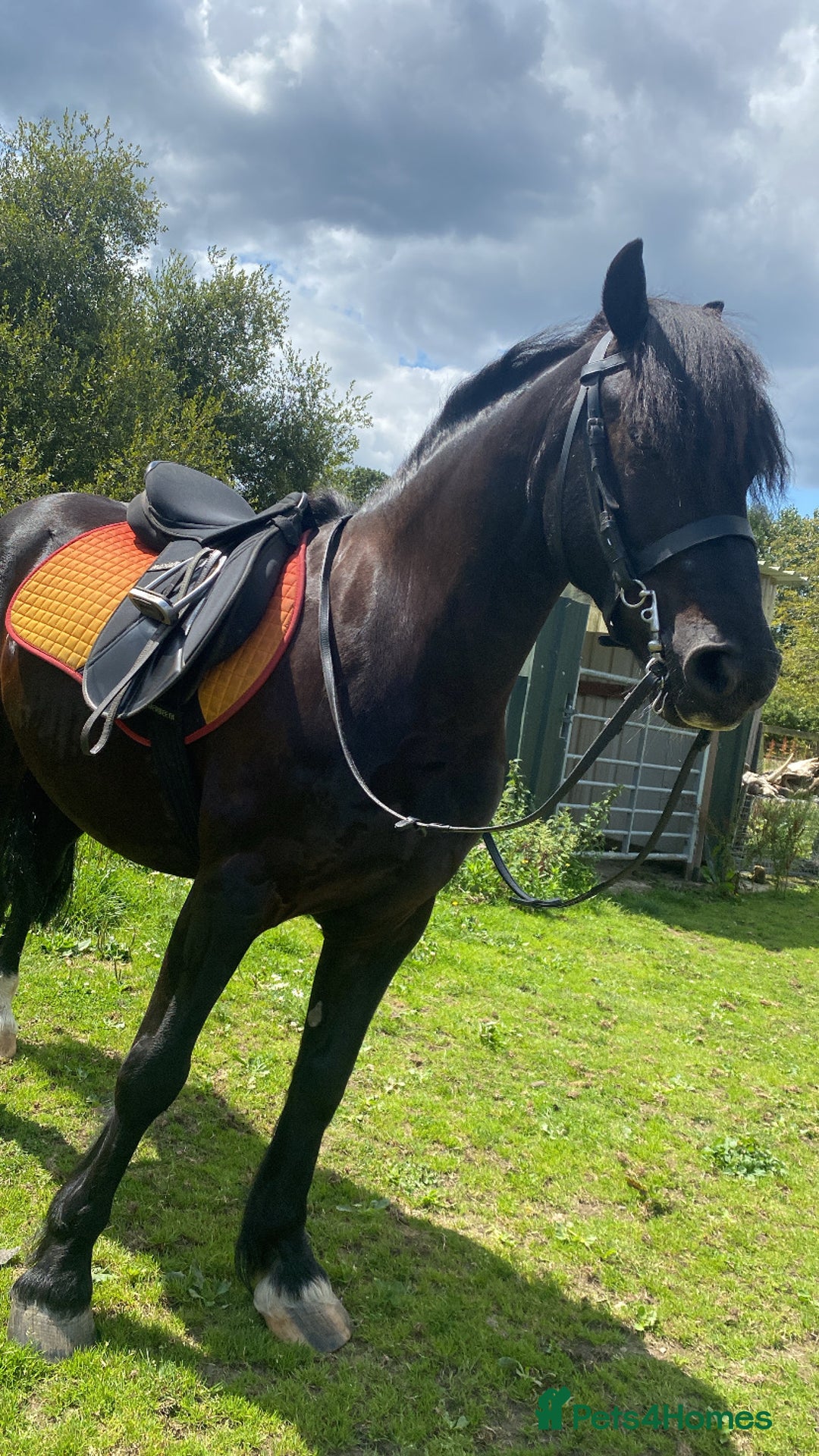 Welsh Section C horses for sale: Welsh C - Advert 5