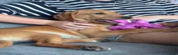 Labrador Retriever dogs for sale: Exceptional KC Reg Labrador puppies  - Advert 3