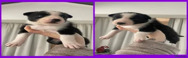 Border Collie Puppy 3