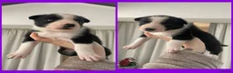 Border Collie dogs for sale: Border collie puppies for sale  in Carlisle - Advert 5