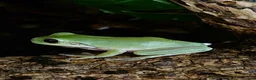 Gecko reptiles for sale: Crested & leopard gecko babies - Advert 16