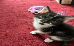 Mixed Breed cats for sale: Two orphaned kittens  - Image 7