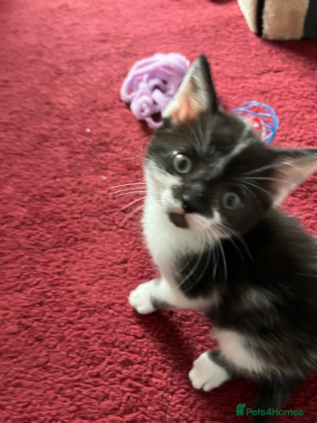 Mixed Breed cats for sale: Two orphaned kittens  - Image 7