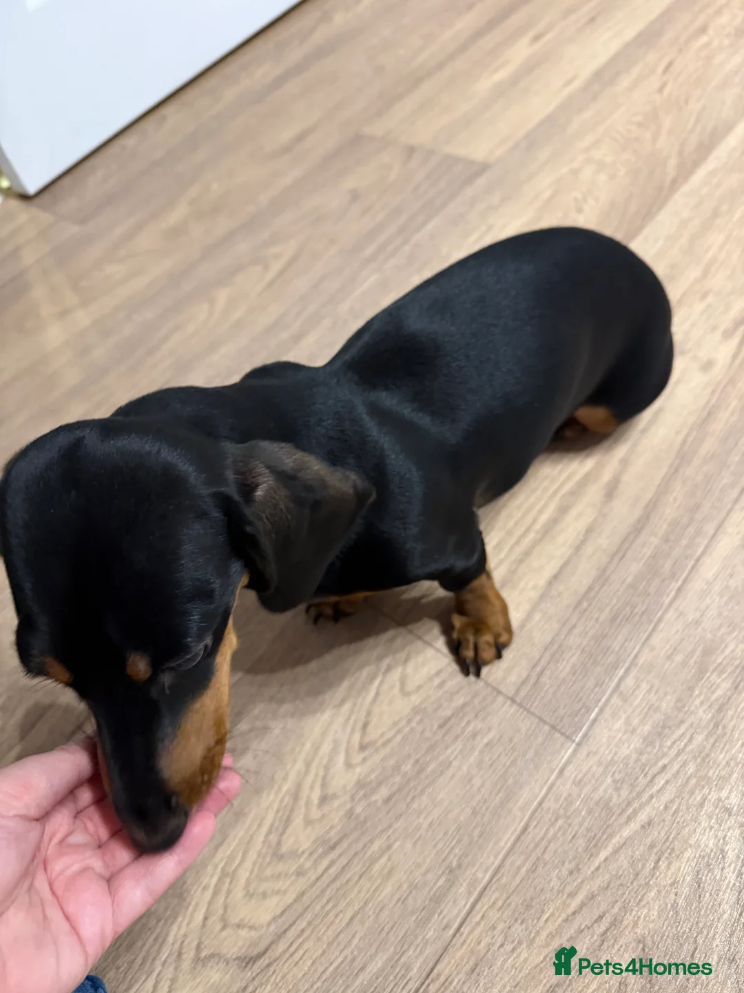 Miniature Dachshund dogs for sale: Beautiful 7 month old female miniature dachshund  - Advert 3