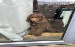 Labradoodle dogs for sale: LABRADOODLE 6MO REHOME  - Image 1