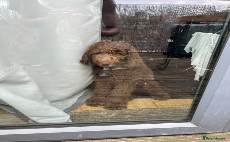 Labradoodle dogs - Advert 3