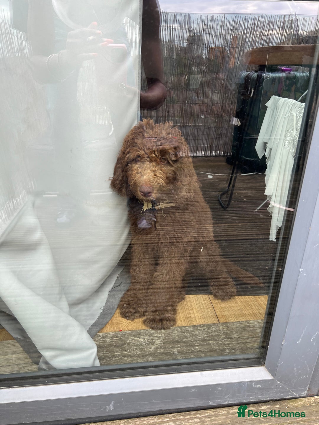 Labradoodle dogs for sale: LABRADOODLE 6MO REHOME  - Image 1