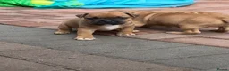 Staffordshire Bull Terrier dogs for sale: last boy ready now champion lines  boys  - Advert 24