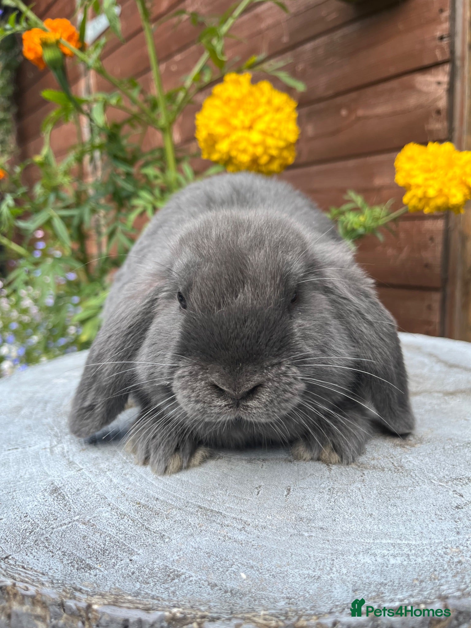 Mini Lop rabbits Gorgeous mini lops ready to go now   - Advert 14