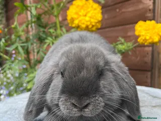 Mini Lop rabbits Gorgeous mini lops ready to go now - Advert 14