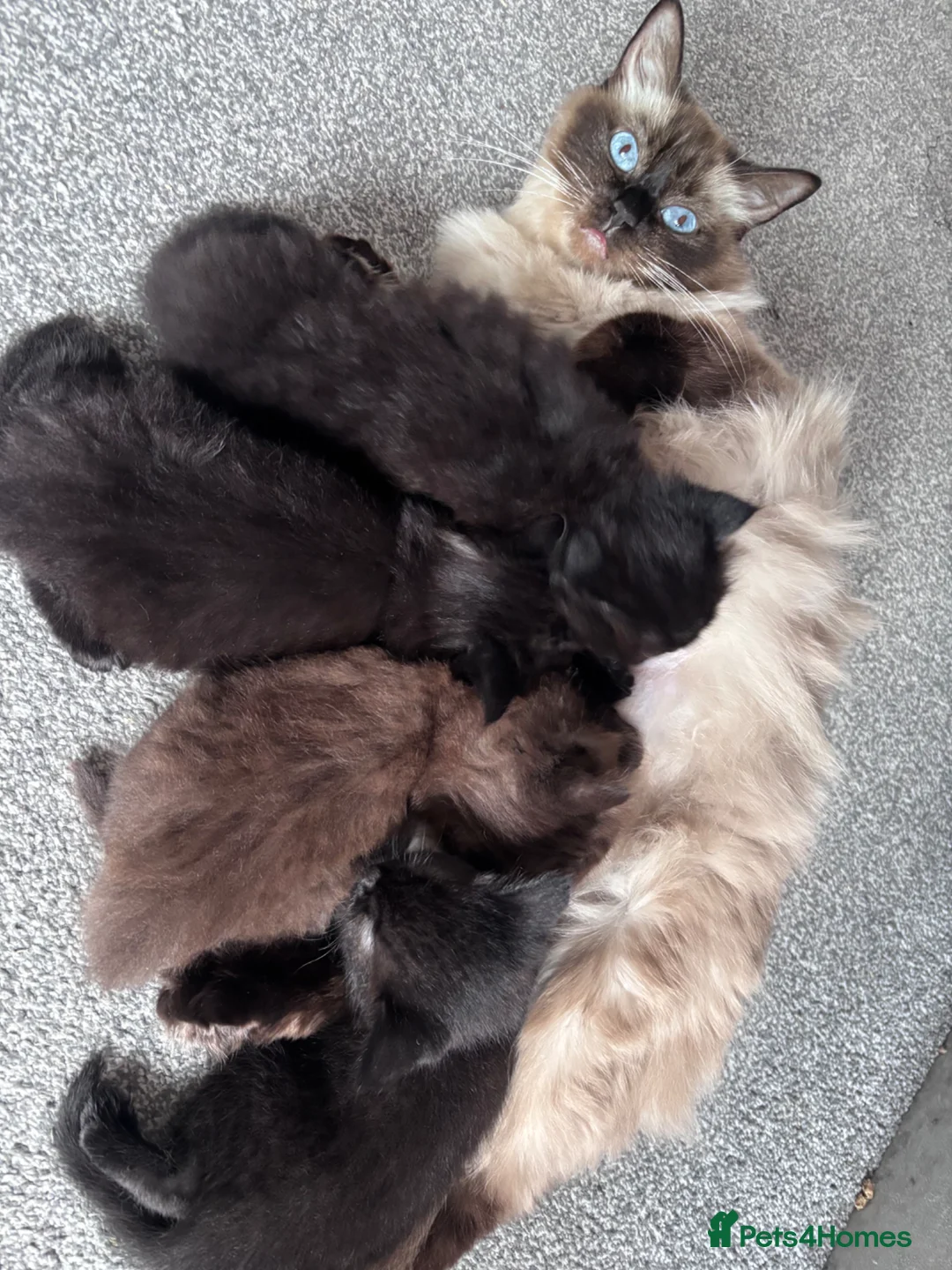 Mixed Breed cats for sale: 2 ragdoll x British blue kittens  - Advert 6
