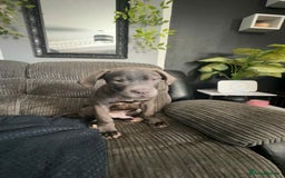 Cane Corso dogs for sale: Cane corso puppy - Image 4