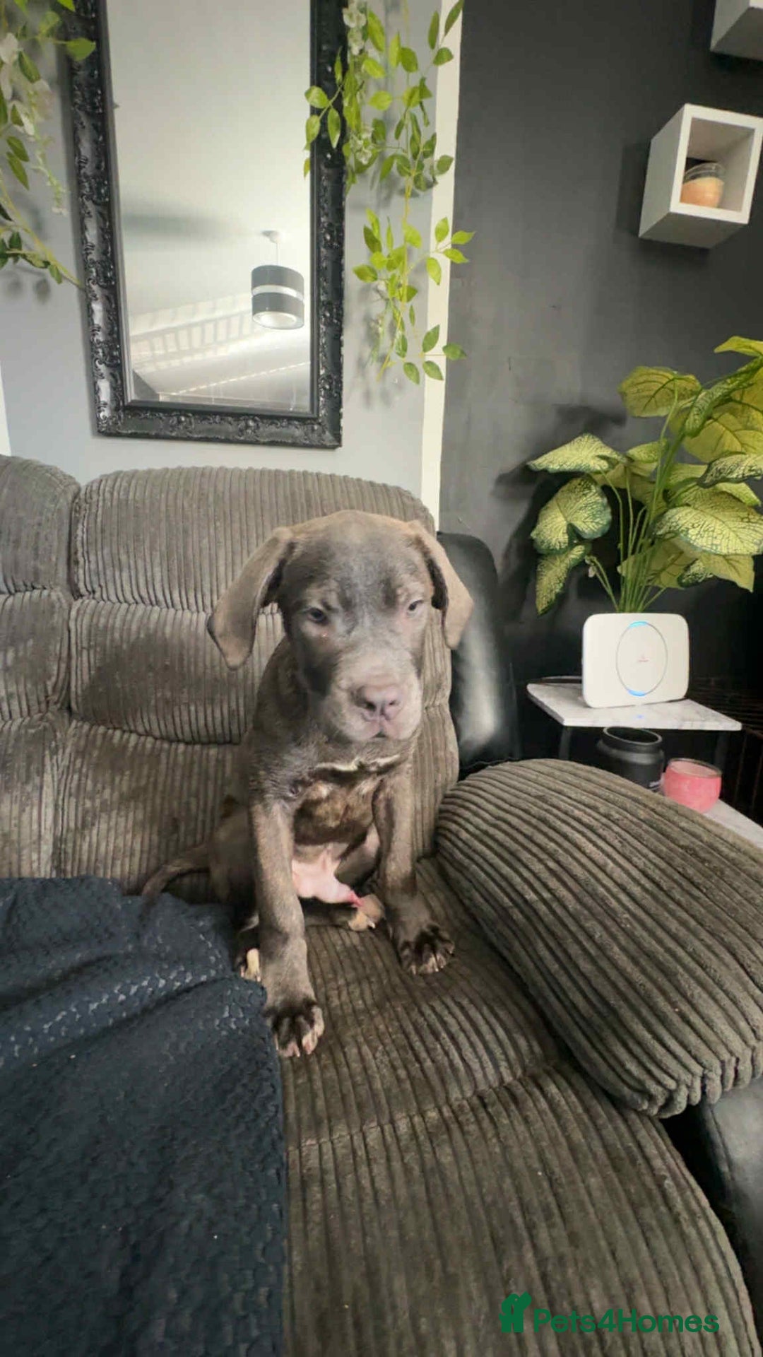 Cane Corso dogs for sale: Cane corso puppy - Image 4
