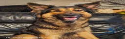 Shepsky dogs for sale: 2 Females left in Prestonpans - Advert 5