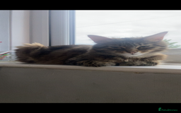 Mixed Breed cats for sale: Mabel  - Image 3