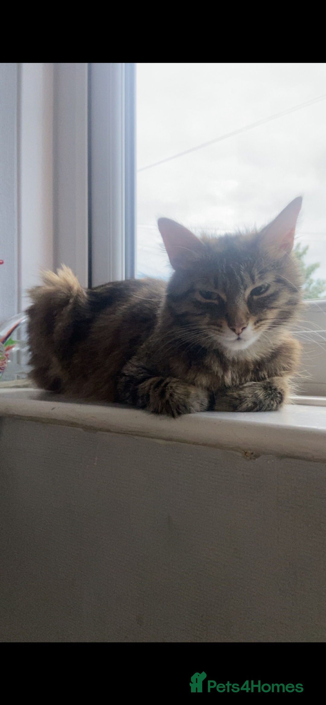 Mixed Breed cats for sale: Mabel  - Image 3