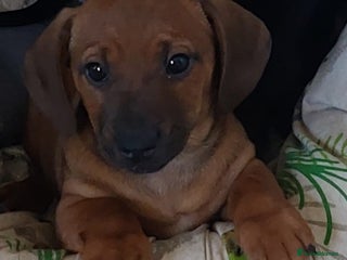 Mixed Breed dogs - Advert 5