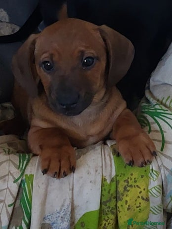 Mixed Breed dogs - Advert 18