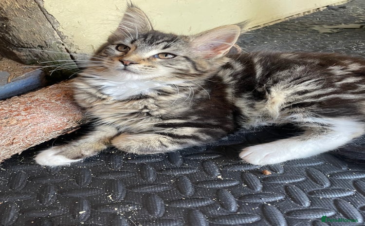 Maine Coon cats in Alford - Advert 5