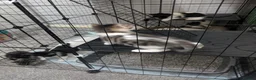 Domestic Shorthair cats for sale: Kitten - Advert 18