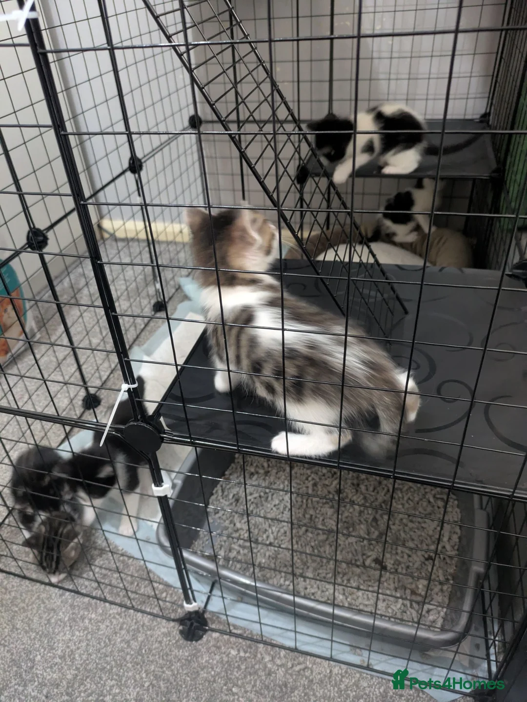 Domestic Shorthair cats for sale: Kitten - Advert 18