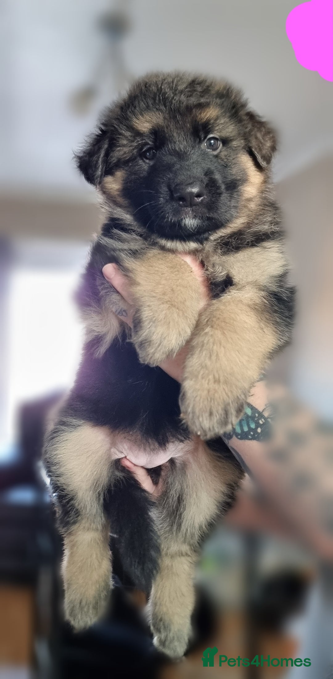 German Shepherd dogs for sale: German Shepherd Puppies - Image 3
