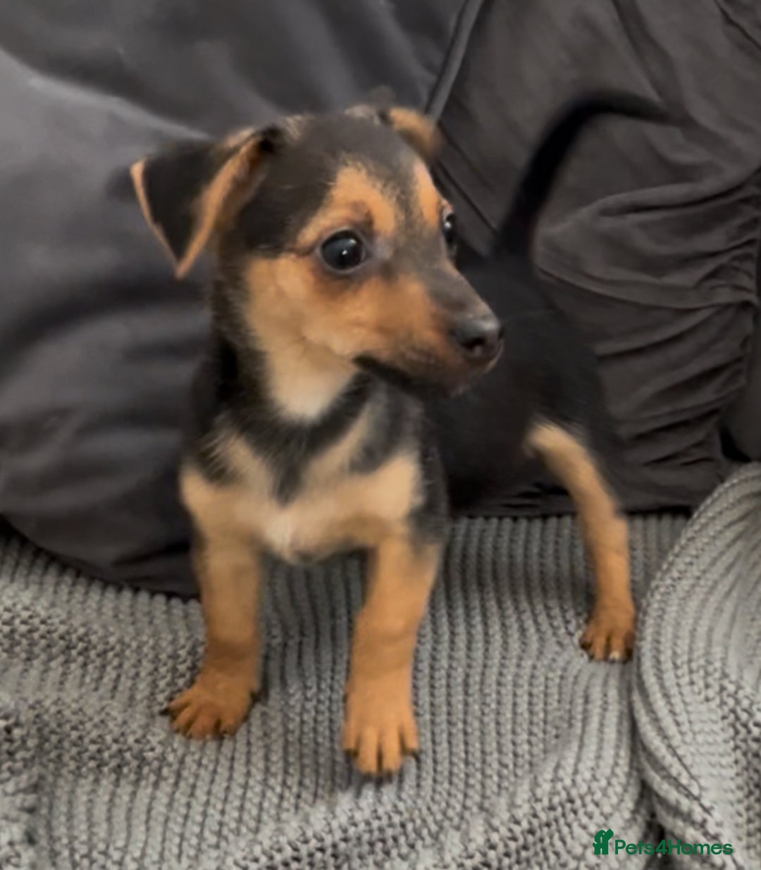 Jack Russell dogs for sale: ❤️Beautiful Jackrussels❤️ - Image 11