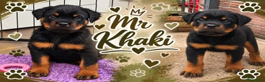 Mr Khaki
