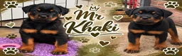 Rottweiler dogs for sale: ⭐️ Outstanding Rottweiler Puppies ⭐️ - Advert 2
