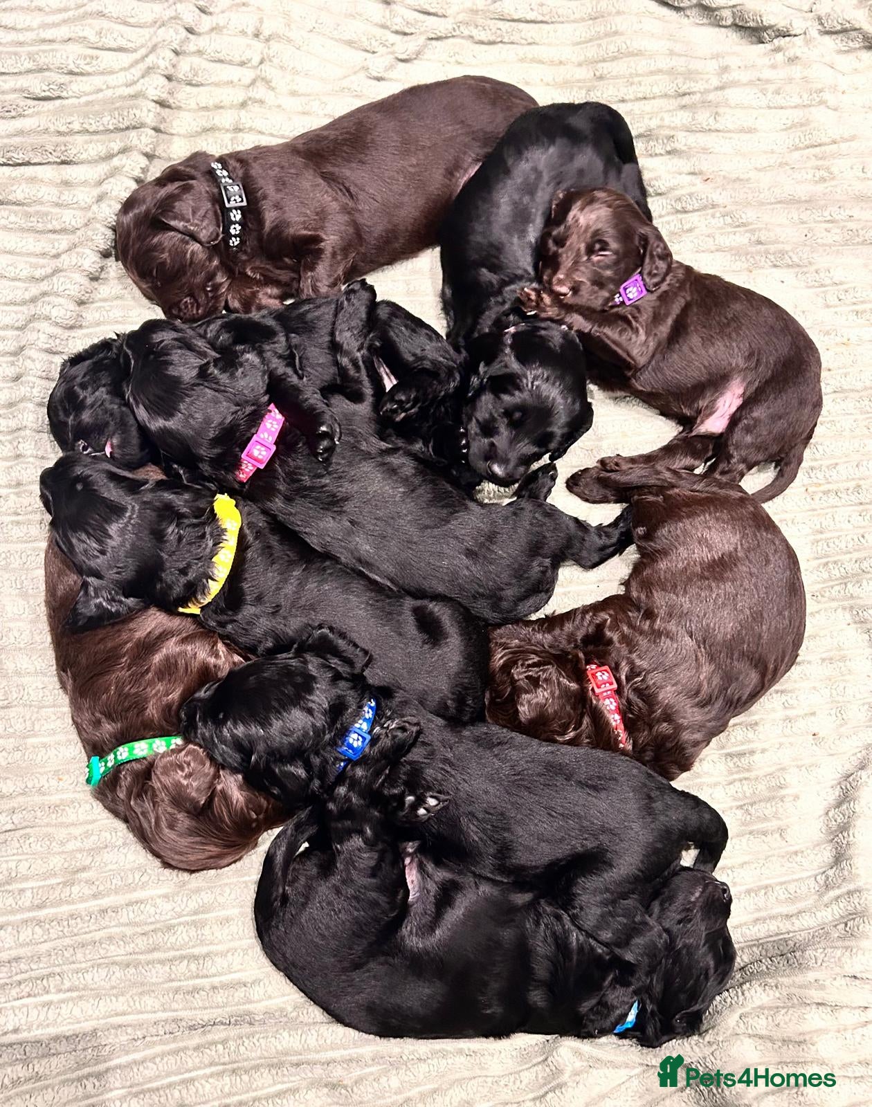 Cockapoo dogs Cockapoo Puppies - Advert 13