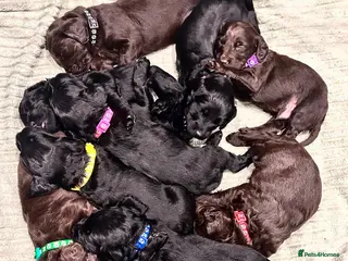 Cockapoo dogs Cockapoo Puppies - Advert 13