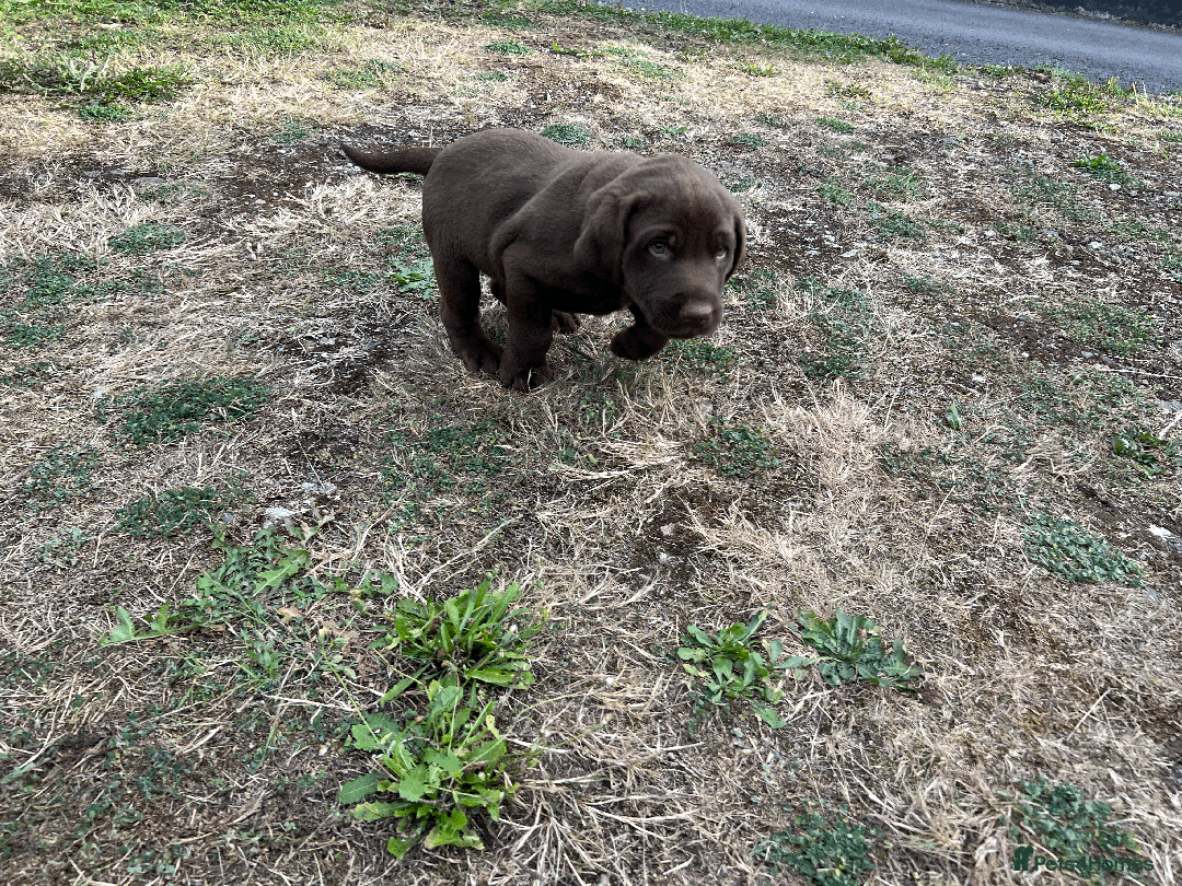 Labrador Retriever dogs for sale: Labrador Puppies  - Image 17