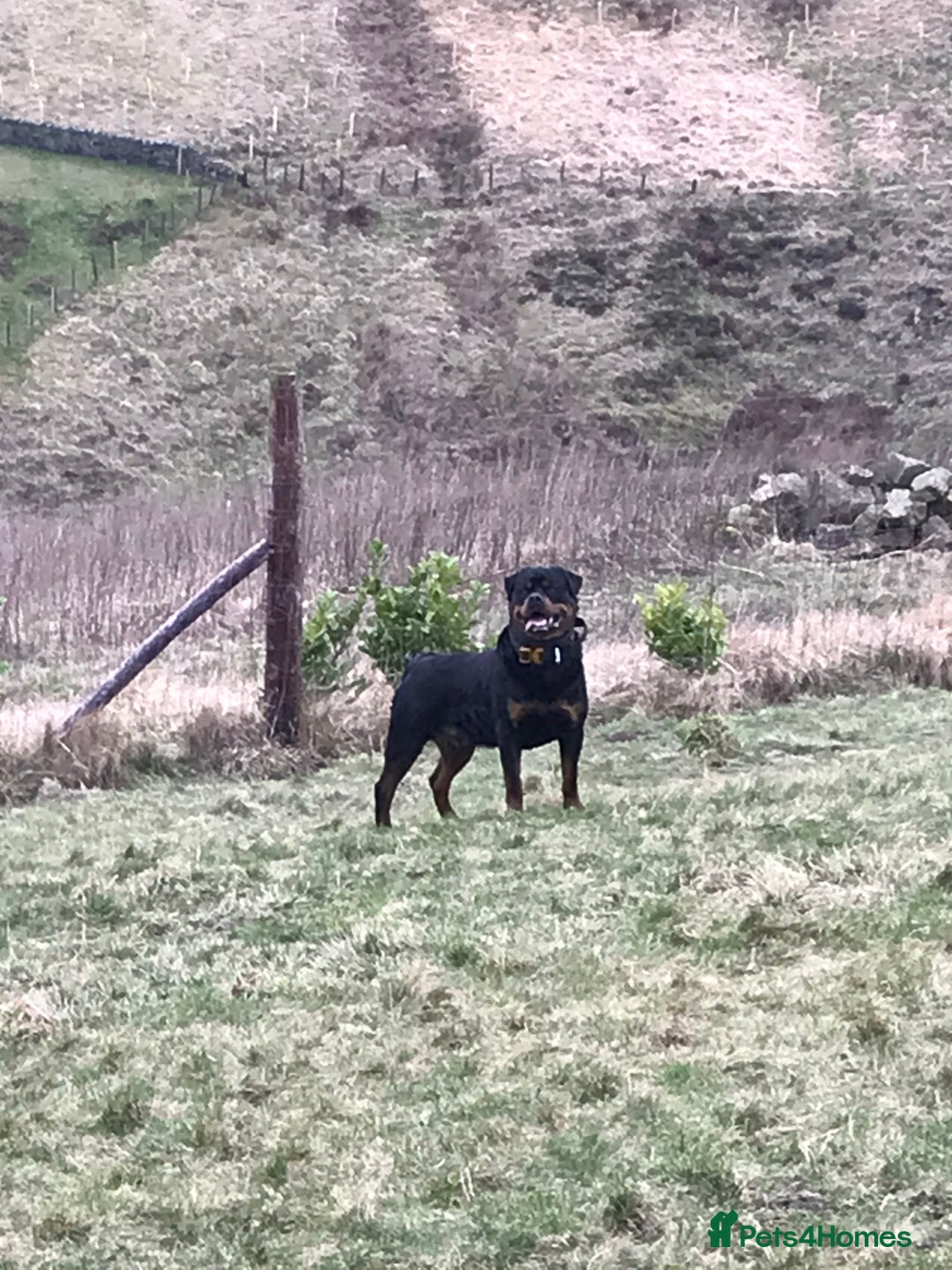 Rottweiler dogs for stud: Working Line German Rottweiler FaloconestFor Stud in Oldham - Advert 4