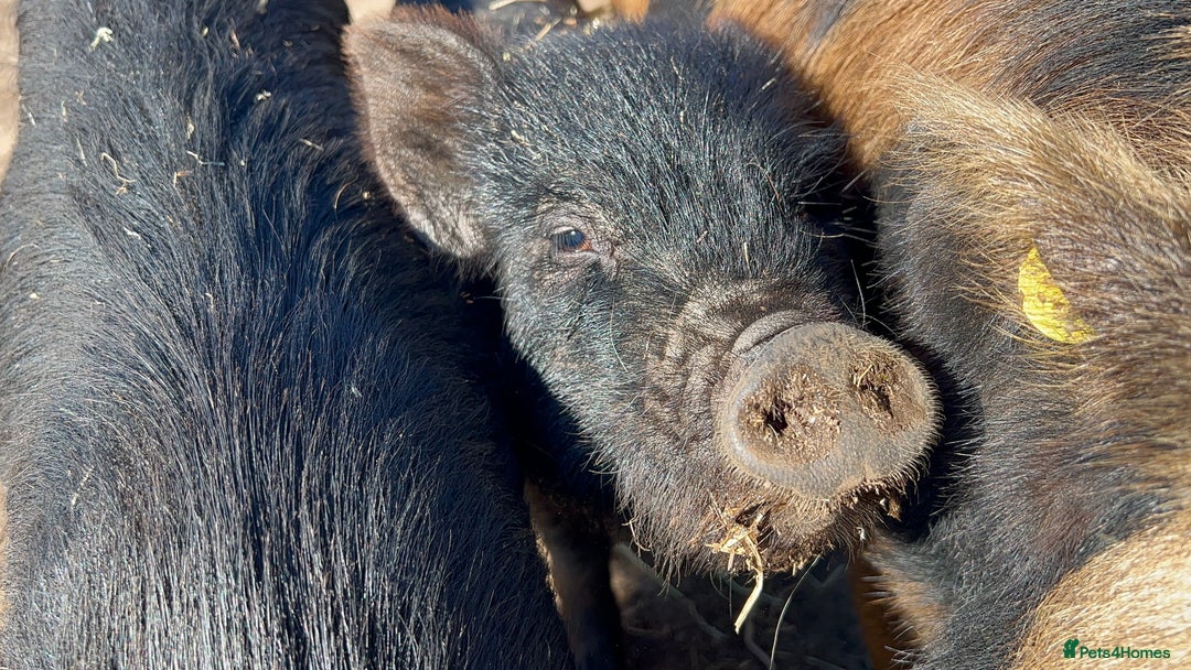 Pig livestock for sale: Kune kune cross, different ages/prices - Image 9