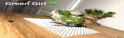 Parrots birds for sale: Stunning Quaker babies for sale! - Advert 5