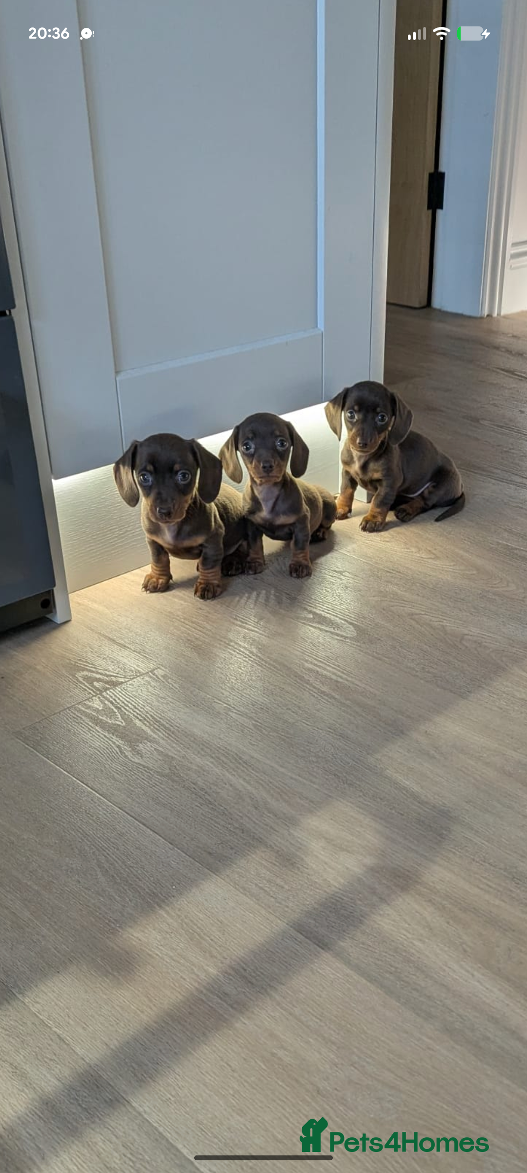Miniature Dachshund dogs for sale: Gorgeous KC Registered Miniature Dachshund  - Advert 4