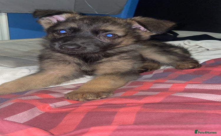 German Shepherd dogs - Advert 5