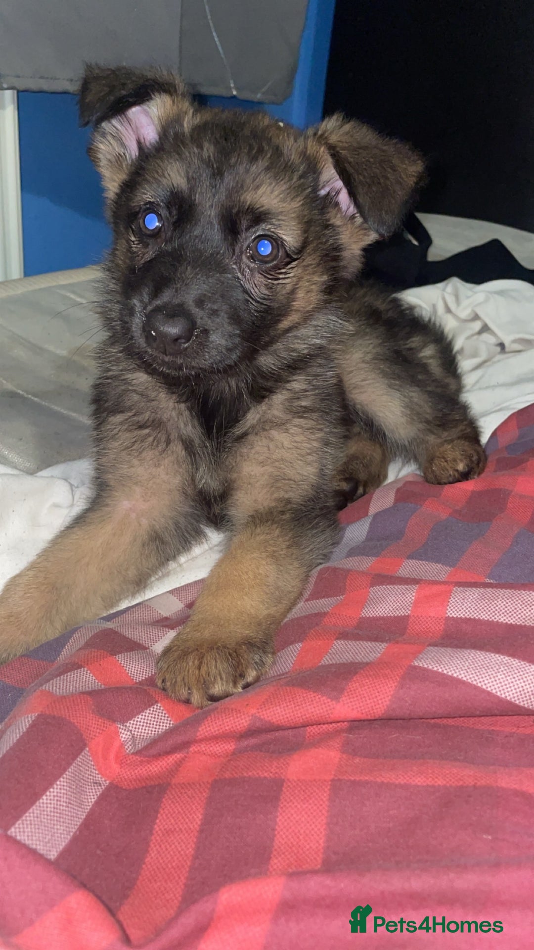 German Shepherd dogs for sale: Female German shepherds  - Image 1