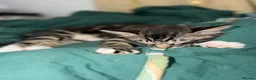 Mixed Breed cats for sale: Last kitten from litter - Advert 3