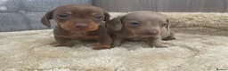 Miniature Dachshund dogs for sale: Miniature dachshund - Advert 6