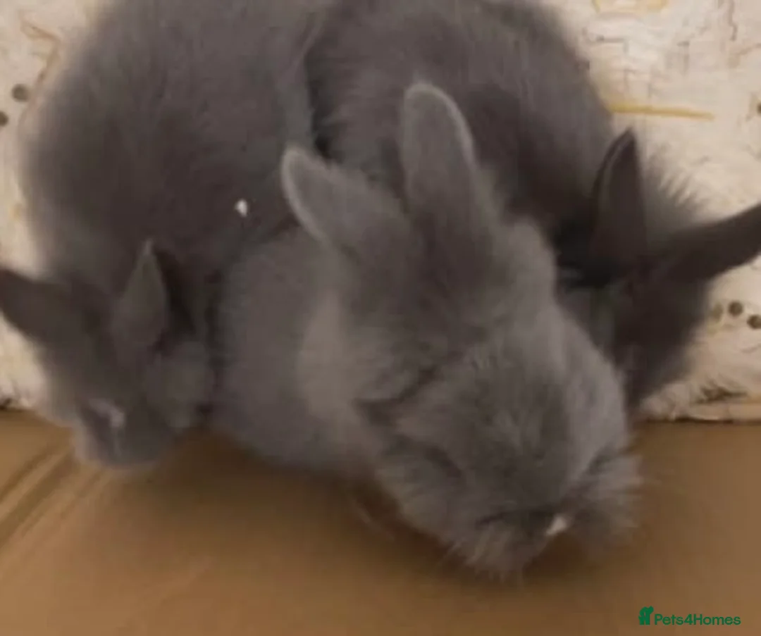 Lionhead rabbits for sale: 8 weeks old, 2 male lionhead bunnies - Advert 2
